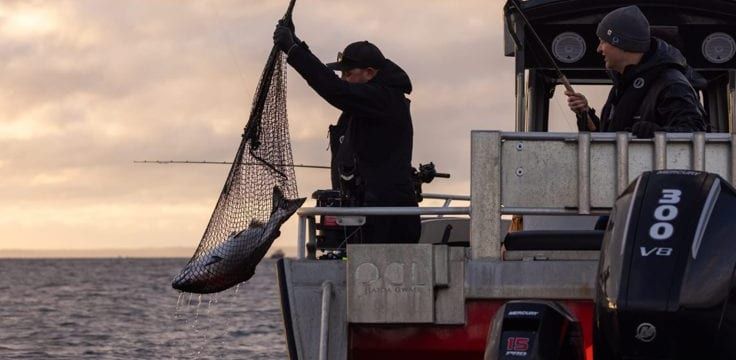 Last chinook of the 2026 season — Haida Gwaii