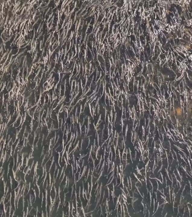 Salmon traffic jam — hundreds staging at the foot of a fish ladder