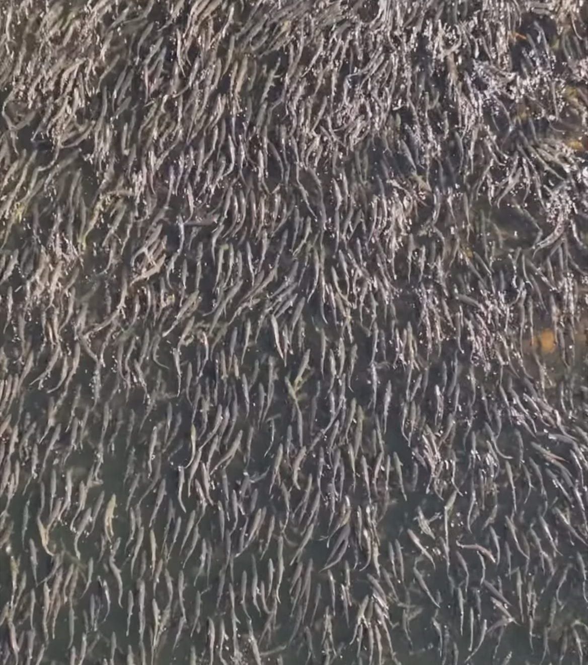 Salmon traffic jam — hundreds staging at the foot of a fish ladder
