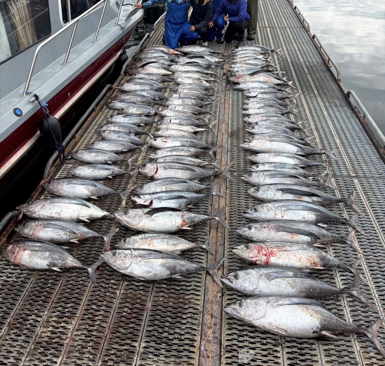 A dock full of albacore — one day's offshore run