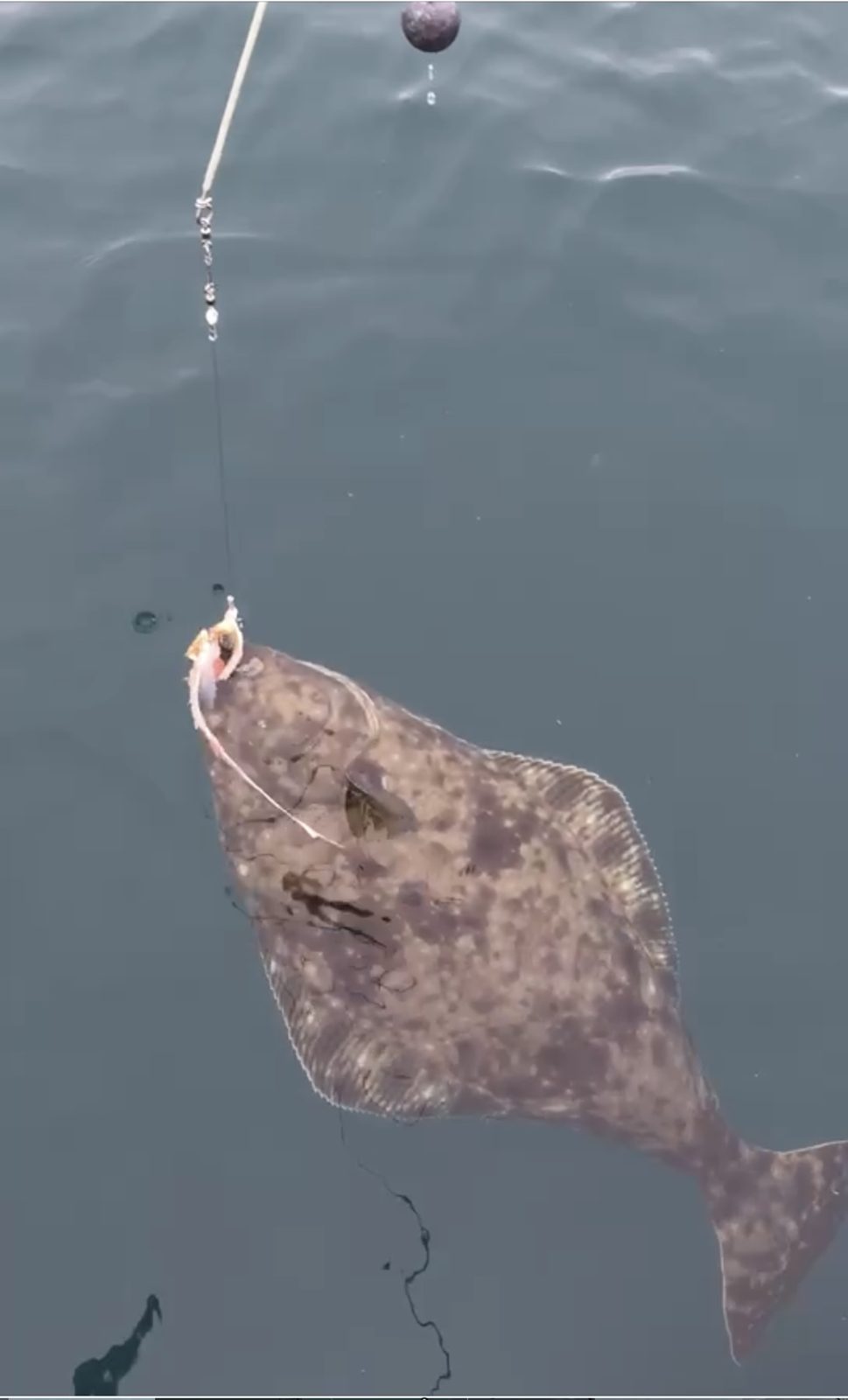 Halibut coming up to the boat