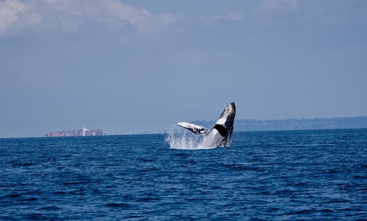 A humpback whale breaching off Vancouver