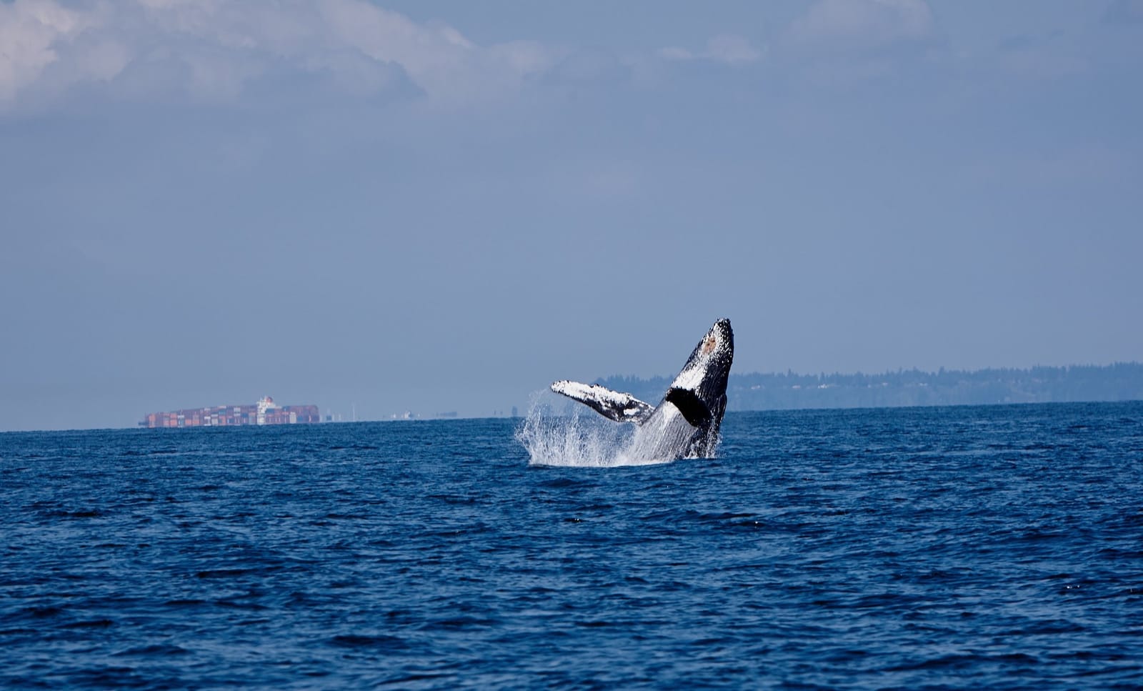 A humpback whale breaching off Vancouver